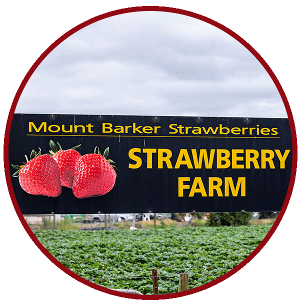 Mount Barker Strawberries South Australia