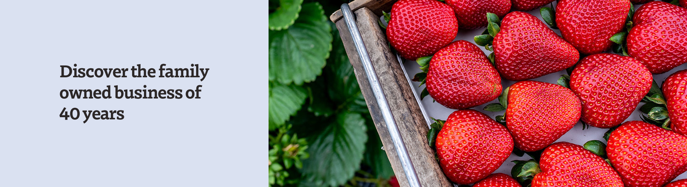Mt Barker Strawberries SA