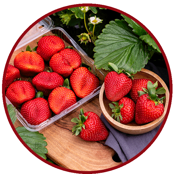 Mount Barker Strawberries SA