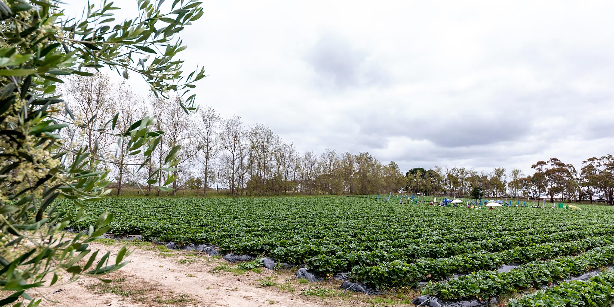Strawberry-Farm-Mt-Barker-Strawberries