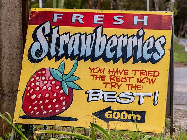 Strawberry Farm at Mt Barker Strawberries